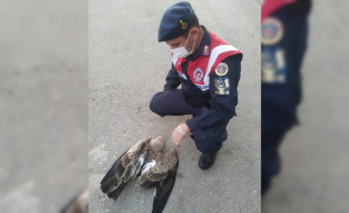 Tokat'ta jandarmanın bulduğu yaralı yılan kartalı tedavi altına alındı