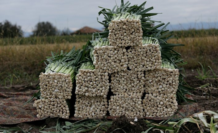 Bafra Ovası'nda pırasa hasadı devam ediyor