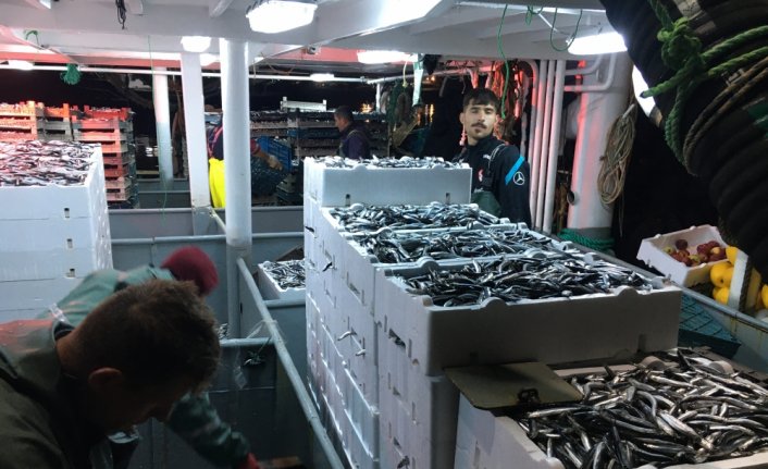 Bartın'da balıkçılar limana 100 ton hamsiyle döndü