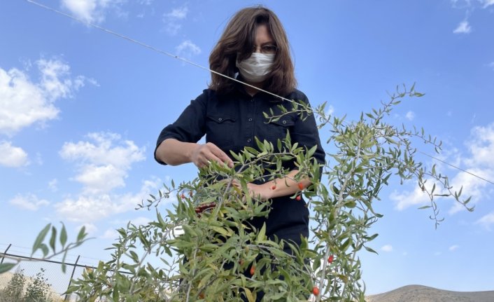 Bayburt'ta goji berry çiftçiye ek gelir kapısı olacak