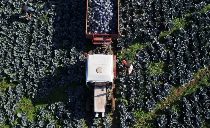 Bereketli Bafra Ovası'nda 200 bin ton lahana rekoltesi bekleniyor