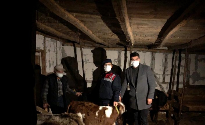 Düzce'de kayıp 14 büyükbaş hayvan jandarma tarafından bulundu