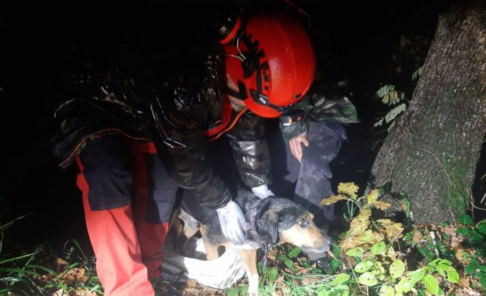 Giresun'da uçuruma düşen köpek AKUT ekiplerince kurtarıldı