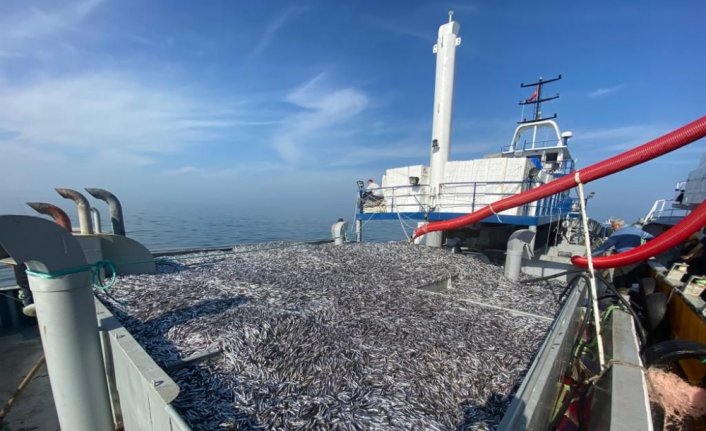 Hamsi bollaştı, balıkçıların mesaisi arttı