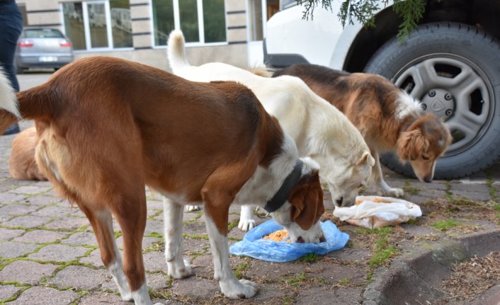Hayvansever müzik öğretmeni öğrencileriyle sahipsiz canlara destek oluyor