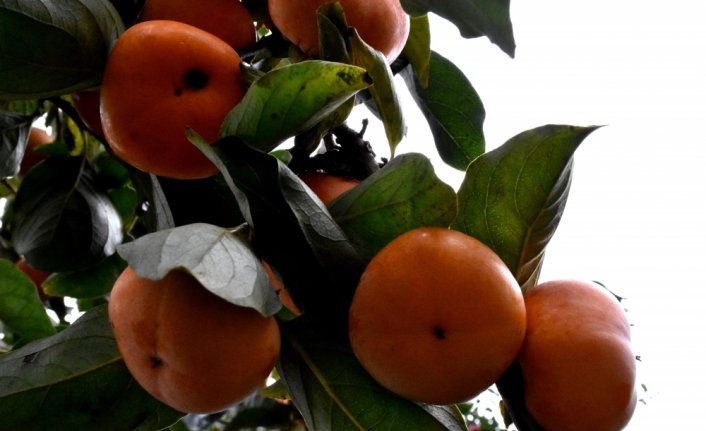İsmini Trabzon'dan alan meyve kadınların elinde değerleniyor