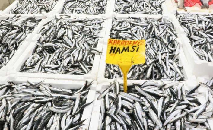 Karadeniz'de bu yıl hamsi güldürdü palamut üzdü