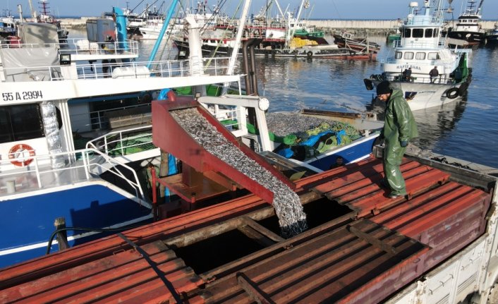 Karadeniz'de hamsi bereketi