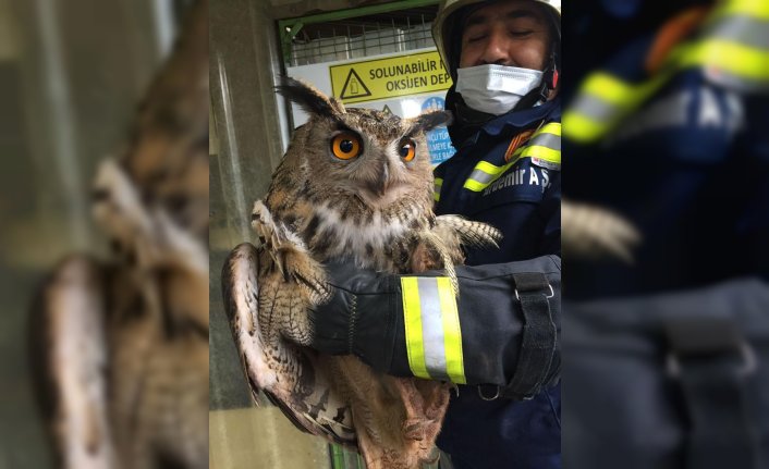 KARDEMİR'de işçilerin yaralı bulduğu puhu kuşu tedaviye alındı