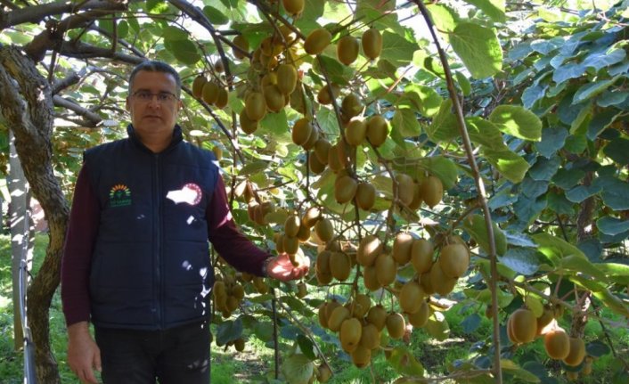 Kivi üretiminden Ordu ekonomisine 70 milyon liralık katkı