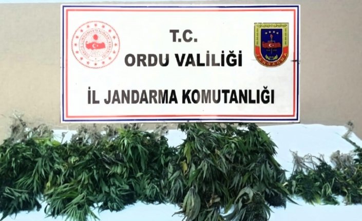 Ordu'da uyuşturucu operasyonunda 1 kişi yakalandı