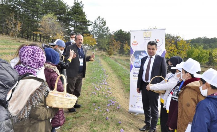 Safran bitkisi projeyle geleceğe taşınacak