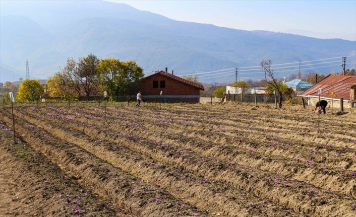 Safranbolu Belediyesi seralarında safran hasadı yapıldı