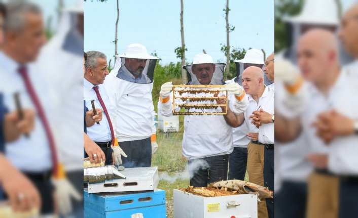 Samsun Büyükşehir Belediyesi'nden arı üreticilerine ana arı desteği