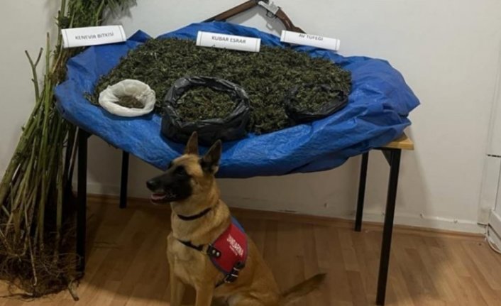 Samsun'da ahırda kurutulmaya bırakılmış 7 kilogram esrar ele geçirildi