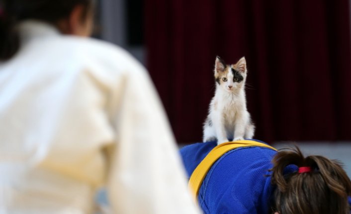 Sevimli kedi yavrusu 