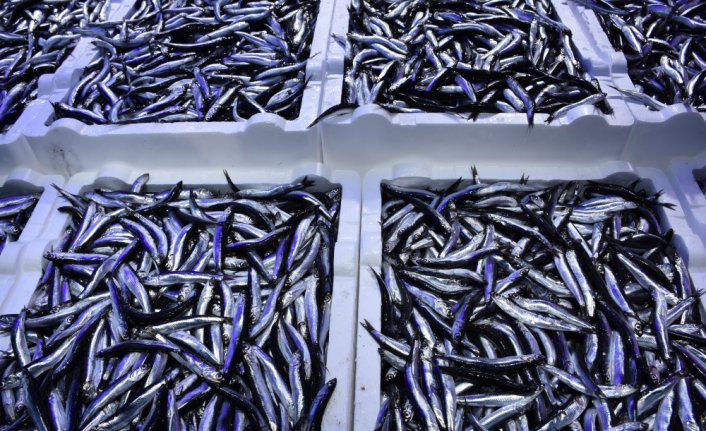 Trabzon'da hamsi tezgahları doldurdu