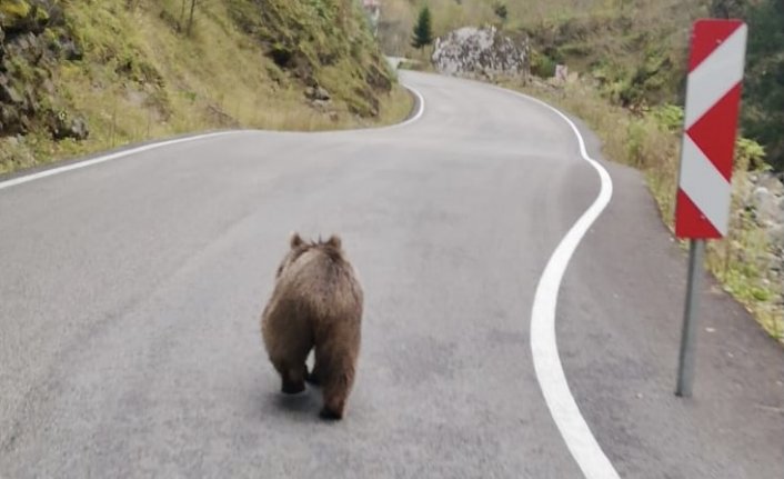 Trabzon'da kara yoluna inen yavru ayı kameralara yansıdı