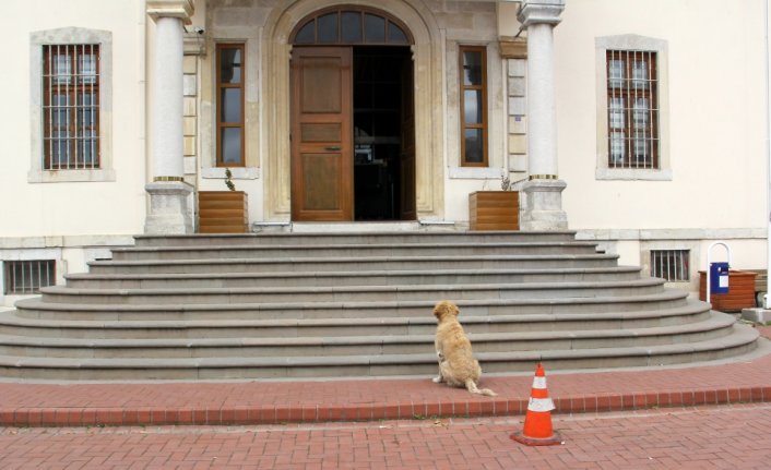 Trafik polisinin sadık arkadaşı 
