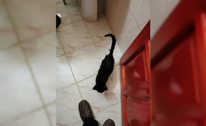 Artvin'de çamaşır makinesinde mahsur kalan yavru kediyi itfaiye ekipleri kurtardı