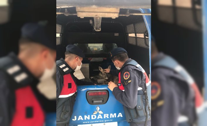 Giresun'da yol kenarındaki yaralı karacaya jandarma sahip çıktı