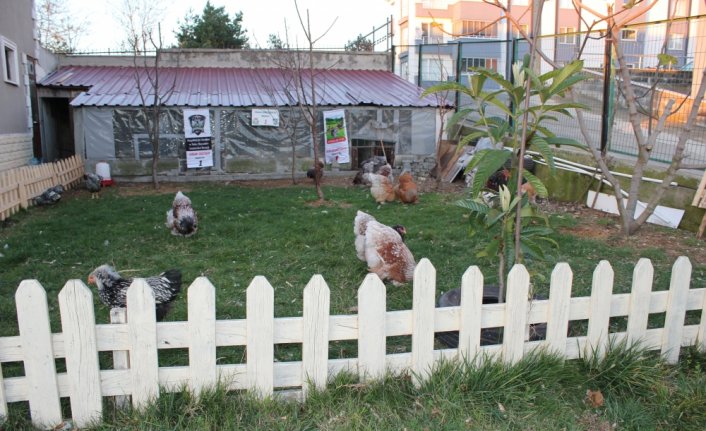 Hediye civcivlerle başladığı süs tavuğu üretiminde şimdi ihracat yapıyor