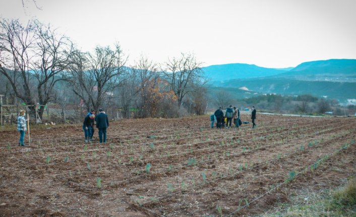Kastamonu Üniversitesi öğrencileri ders kapsamında boş araziye lavanta dikti
