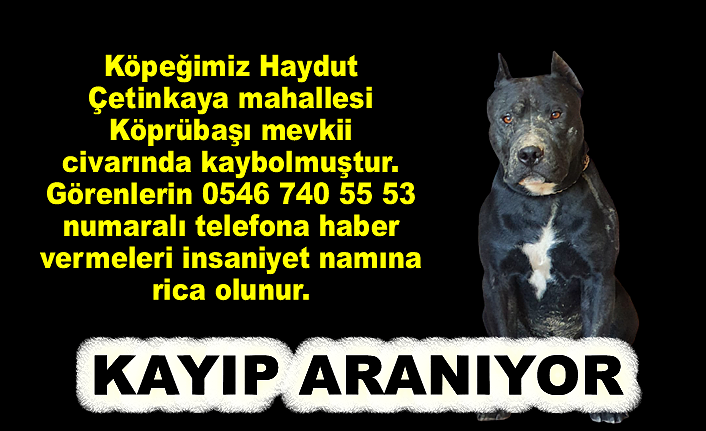 KAYIP KÖPEK ARANIYOR