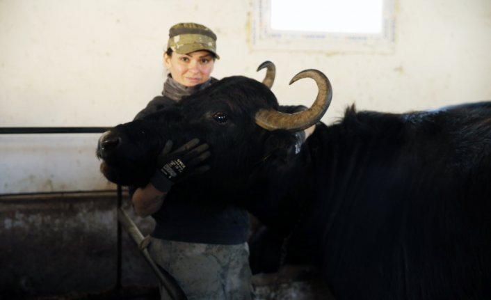 Manda sütünün hastalığa iyi geldiği tavsiyesiyle işe koyuldu, 250 baş sürüsü oldu