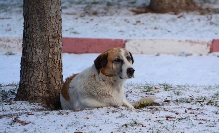 Rize, Artvin ve Giresun'da kar etkili oluyor