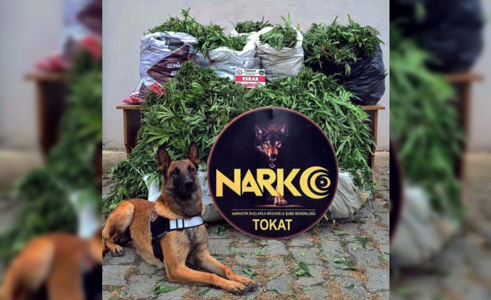 Tokat merkezli uyuşturucu operasyonunda 13 şüpheli tutuklandı