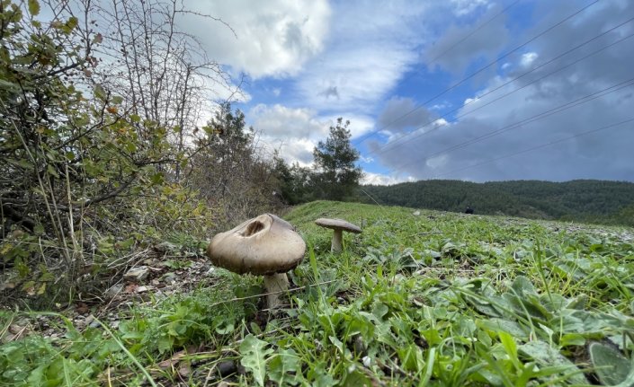 Zehirli mantar tüketildiğinde ilk saatte 