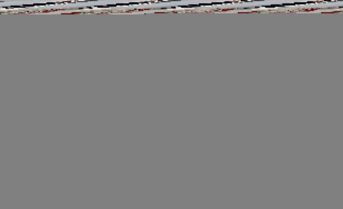 Amasya'da sokakta doğum yapan köpek ile yavrularına esnaf sahip çıktı