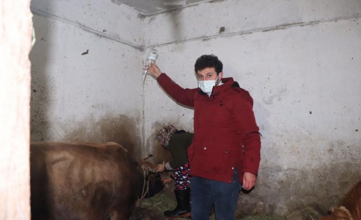 Doğum sırasında felç geçiren inek için ilçe seferber oldu