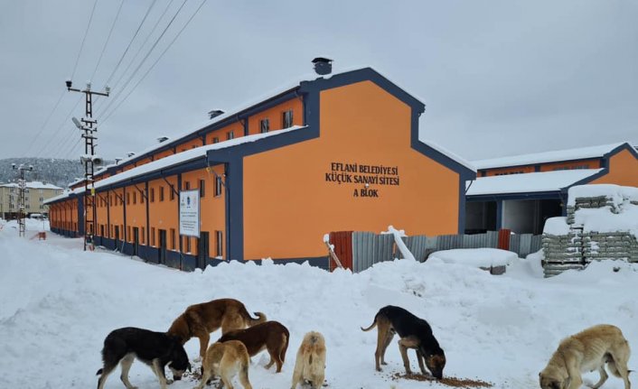 Eflani Belediyesinden sokak hayvanlarına mama ve barınma desteği