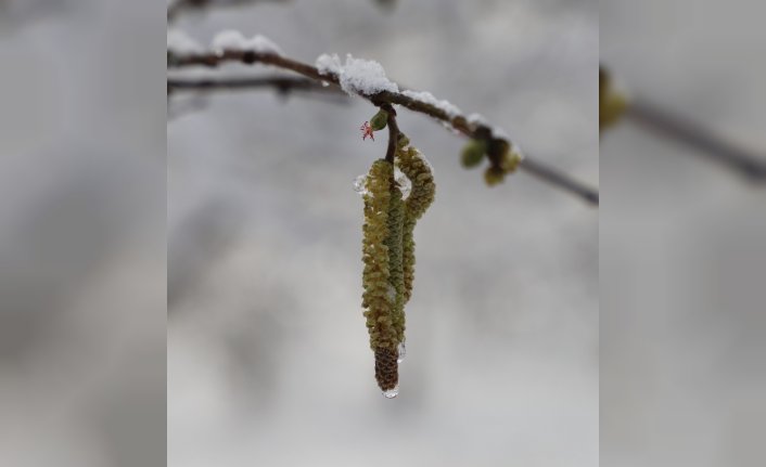 FİSKOBİRLİK, fındık üreticilerini zirai don riskine karşı uyardı