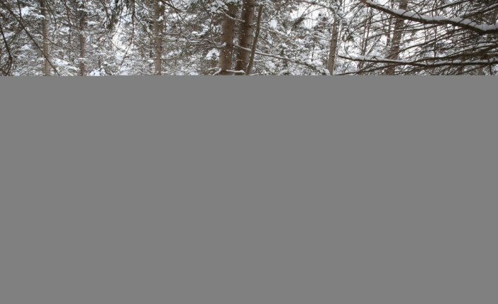 Giresun'da yaban hayvanları için doğaya yem bırakıldı