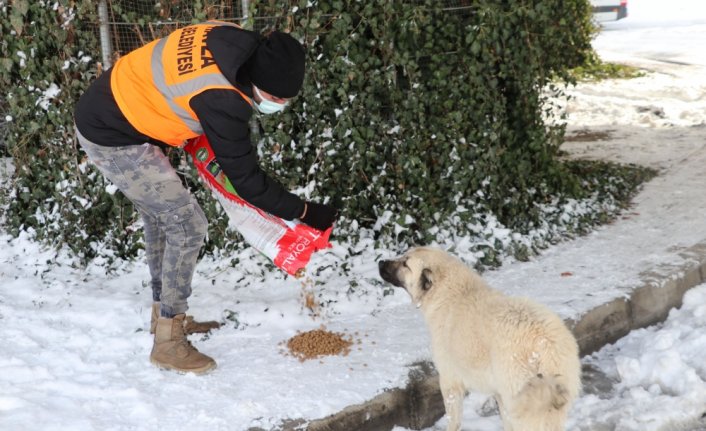 Havza Belediyesinden sokak hayvanlarına mama desteği