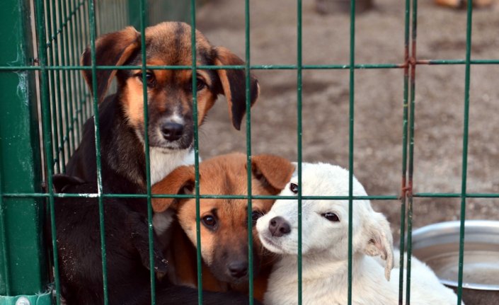 Karabük'te sokak hayvanlarına 