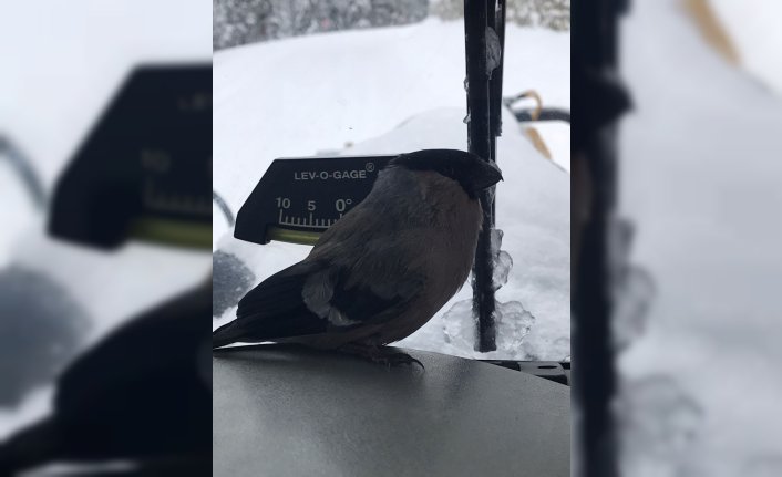 Karlı yolları açan greyder operatörü, donmak üzereyken bulduğu kuşu kurtardı