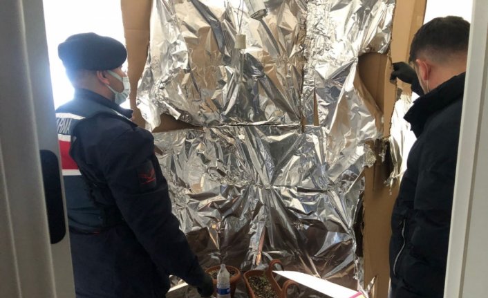 Kastamonu'da saksıda Hint keneviri yetiştiren kişi yakalandı