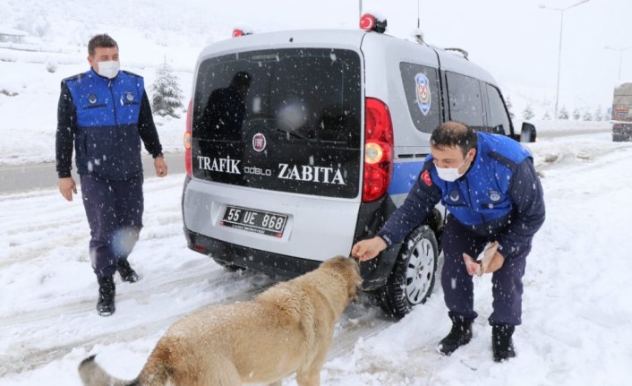 Kavak Belediyesi elverişsiz hava şartlarında sokak hayvanlarını besliyor