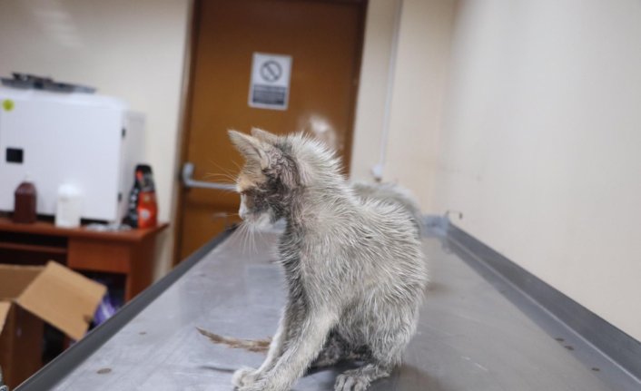 Rize'de varil içinde bulunan 3 yavru kediden 2'si kurtarıldı