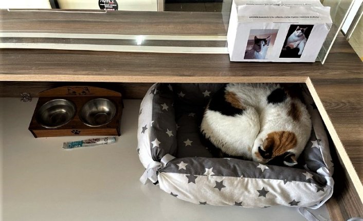 Sinop Hükümet Konağı'nın sevimli misafiri kedi “Pakize“