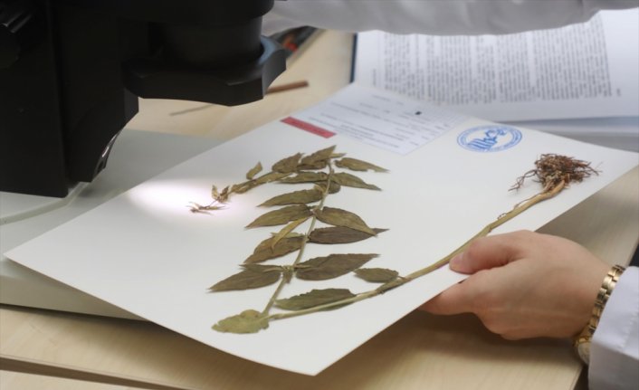 Türkiye'de yeni bir bitki türü keşfedildi