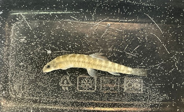 Yıllar sonra rastlanan 