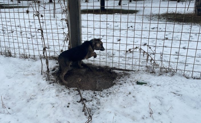 Bolu'da kafası tel örgüye sıkışan köpeğin yardımına itfaiye yetişti