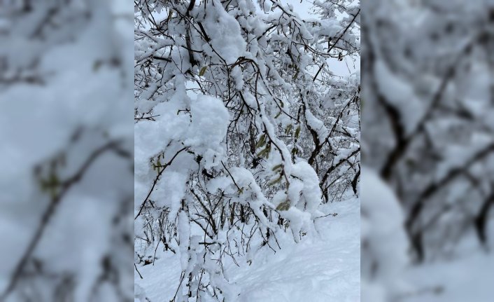 Fındık bitkisi için kış şartları uygun gidiyor