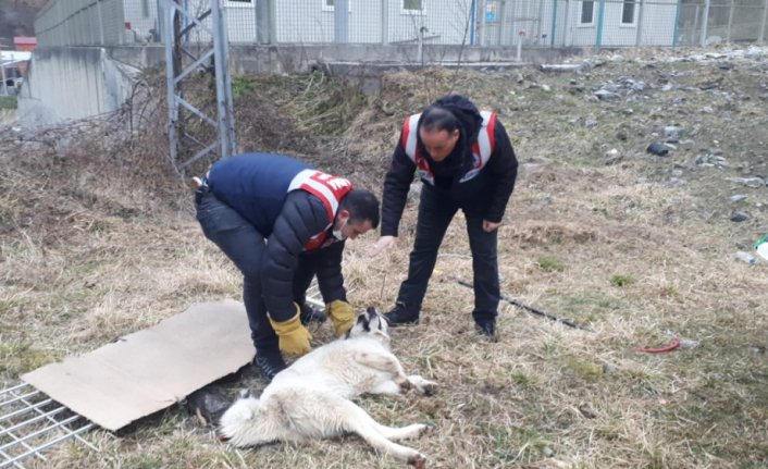 Giresun'da dereye düşen köpek itfaiye ekiplerince kurtarıldı