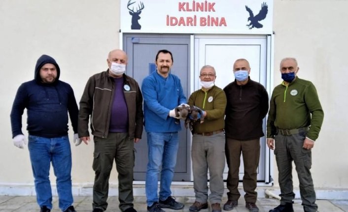 Kastamonu'da bulunan iki ayı yavrusu, Sinop'taki merkezde rehabilite ediliyor